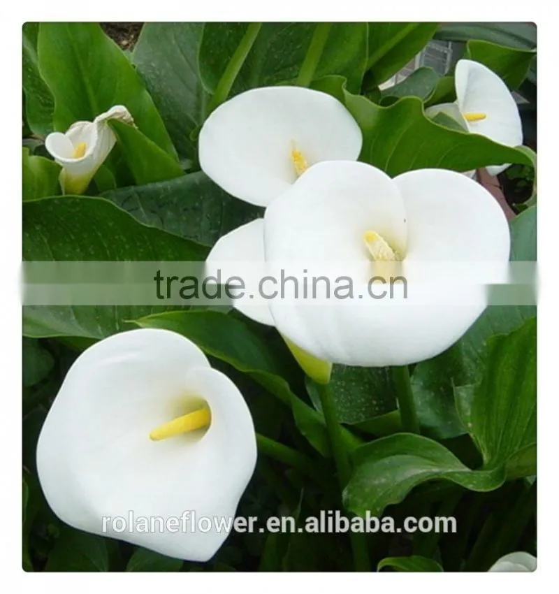 2016 lastest arriving high quality calla lily flower to export