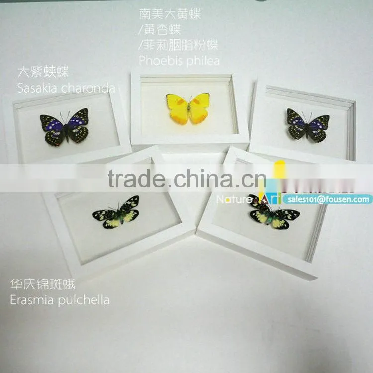 FOUSEN(034) Nature& Art natural species glass photo