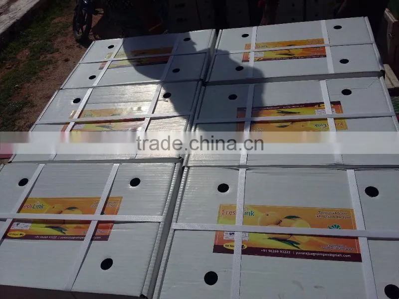 Fresh Alphonso Mangoes Exporters in India