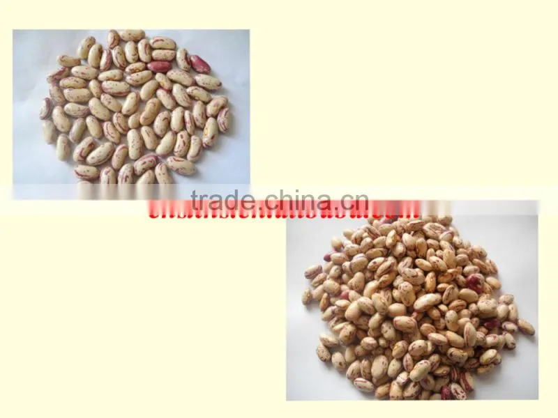 Light coloured speckled kidney beans for sale