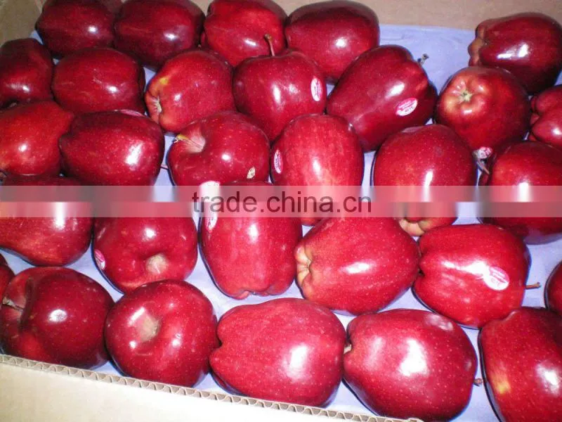 Chinese Red Apple For 2011 New Crop