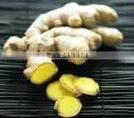 Quality fresh mature Gingers HOT !HOT!