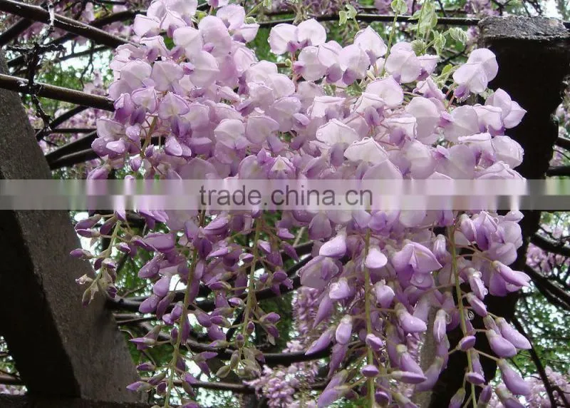Wisteria Tree Seeds Chinese Wisteria sinensis Seeds Vine Purple Flowers Bonsai Seeds For Planting