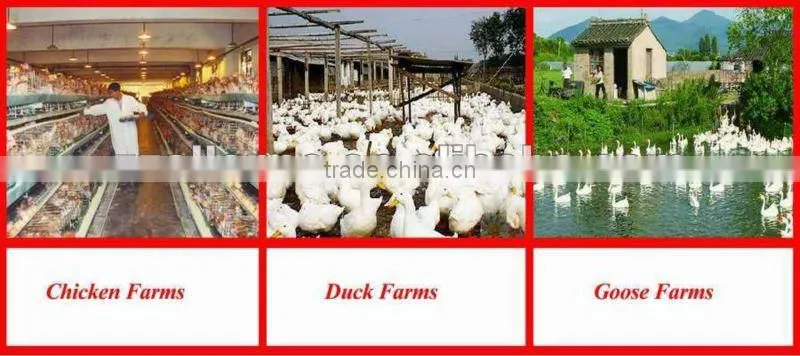 Popular hotsale Egg Farm Machine