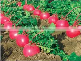 Wholesale Manual vegetable seeding machine