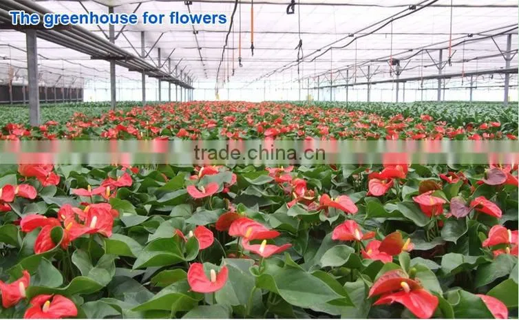 Cheap 30 x 100 greenhouse