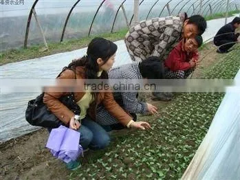 17-19 gsm UV Protection non woven Fabrics for Agriculture and Crop Protection