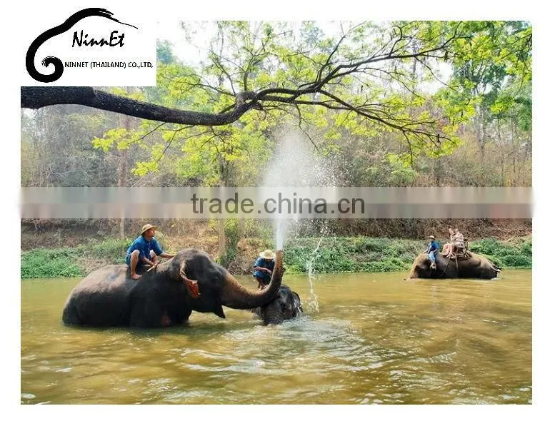 Wood Carved Elephant from Thailand