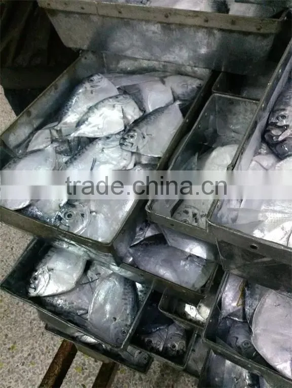 new seafrozen moonfish (Mene maculata)