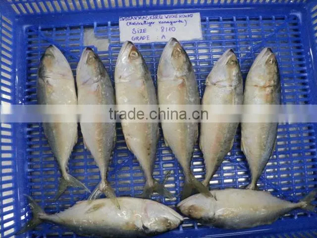 FROZEN INDIAN MACKEREL