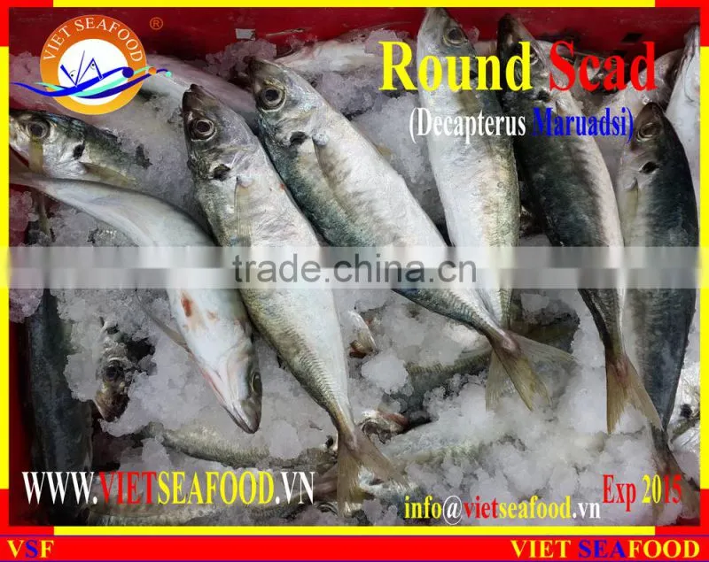FROZEN MARUADSI WHOLE ROUND (ROUND SCAD)
