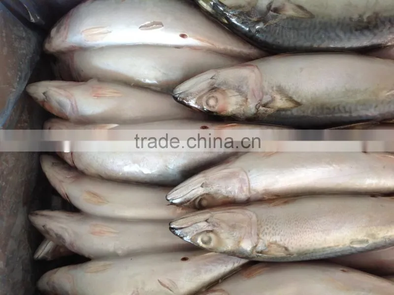 Frozen Mackerel Caught by Light Seine 300-400g