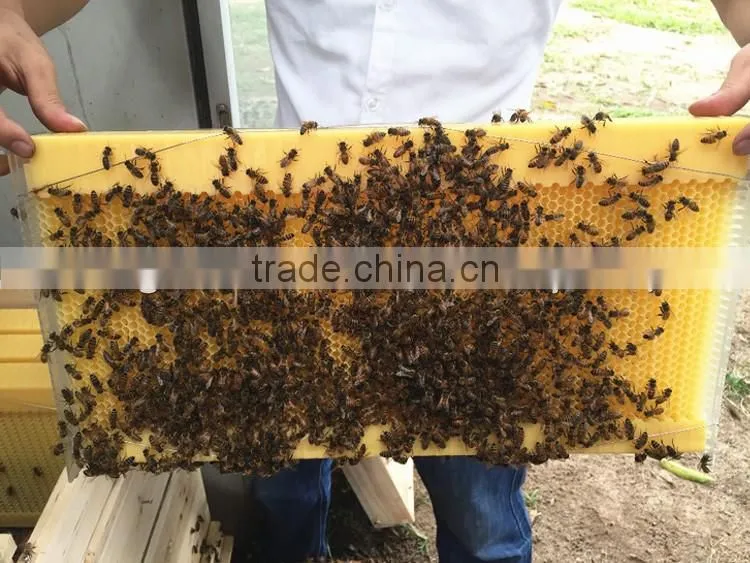 Beehive manufacturers supply wooden beehive, plastic beehive