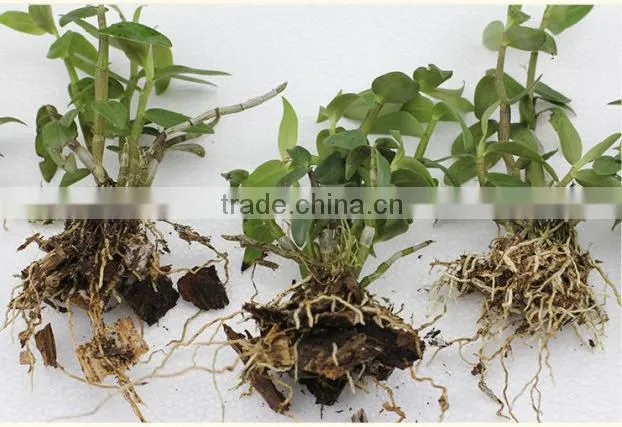 Dendrobium seedling nursery