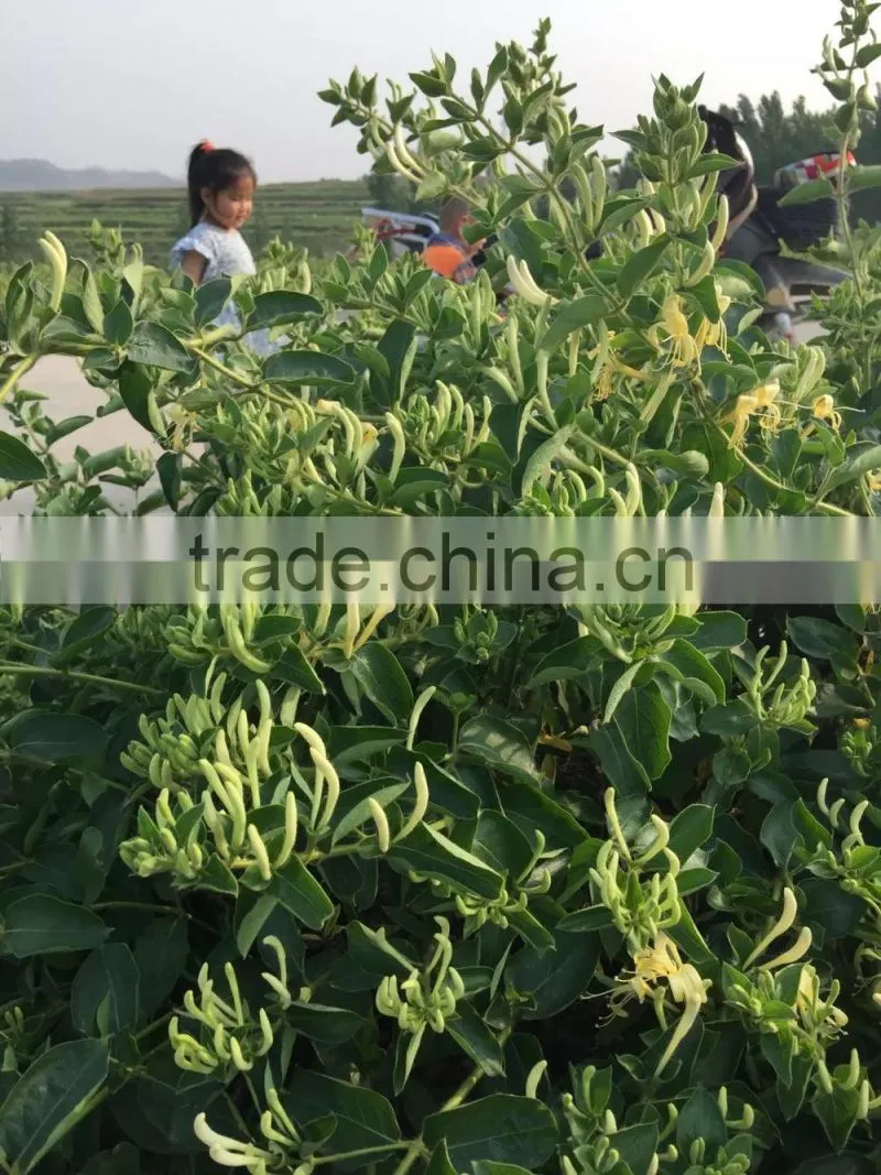 Chinese Herbal Dried Honeysuckle Flower Healthy and Natural