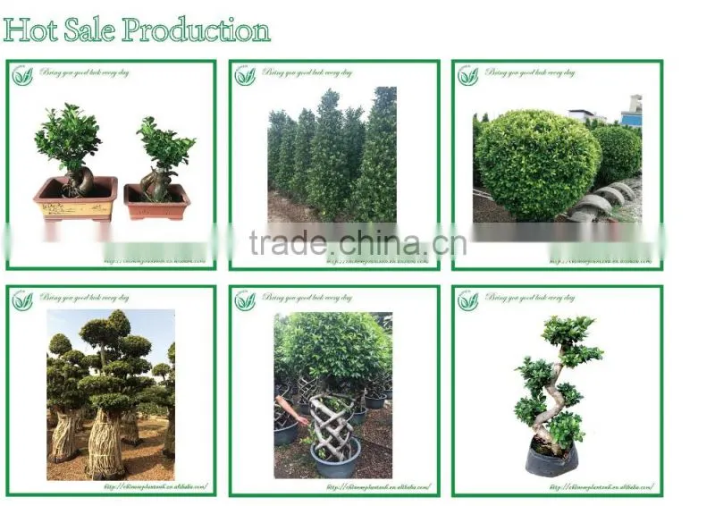 Indoor and Outdoor Ornamental Zamia Furfuracea Ait Plants