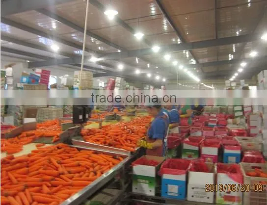 200g-250g bulk vegetables/fresh sweet carrot