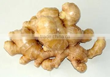 yellow color fresh ginger