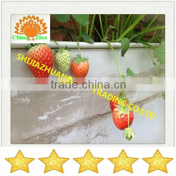 HDPE greenhouse growing tray and grow box