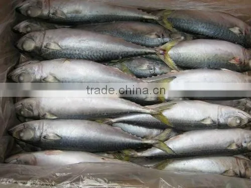 Frozen whole Pacific mackerel