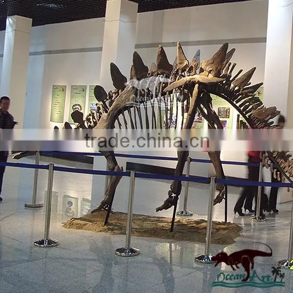 OA-SD-L36 Exhibition equipment dinosaur fossil skeleton replica