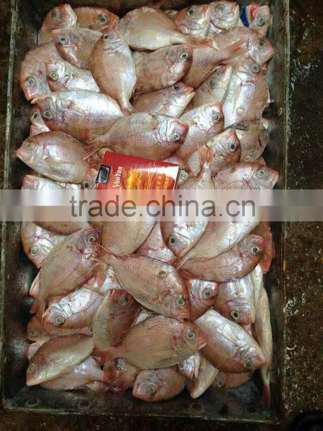 small size red snapper whole round