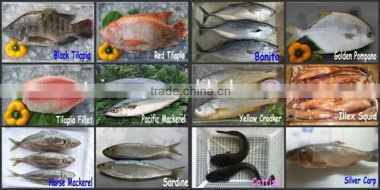 IQF Frozen Tilapia Fillet For Sale