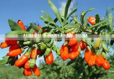 dried wolfberry/high quality goji
