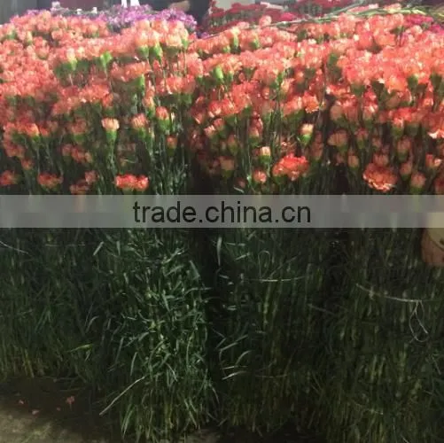 Supply Carnation fresh cut carnation fresh cut flowers