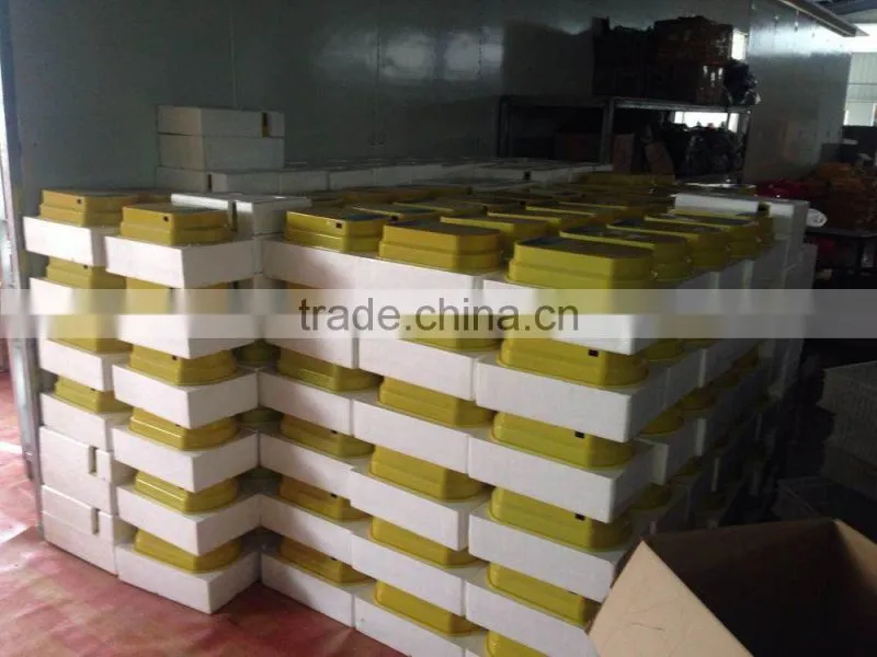 WQ-15 chicken egg incubator
