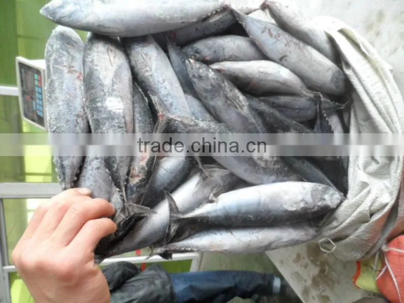 seafrozen bonito 300-500g