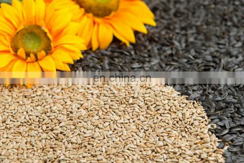 Argentina sunflower high oil seeds