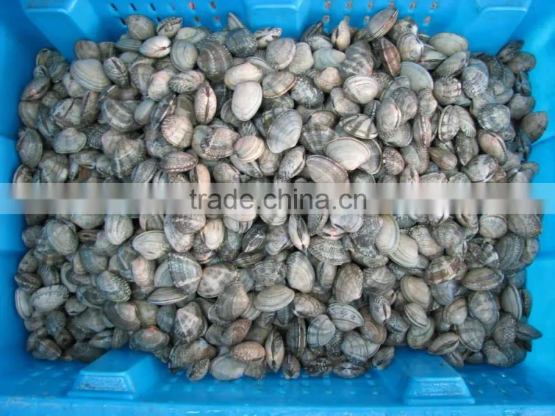 Multi-Language Sites Frozen short neck clam with shell Frozen short neck clam with shell Frozen short neck clam with shell Froz