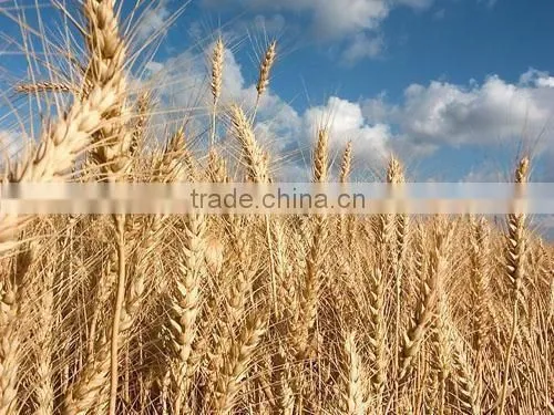 100 Pure and Natural Wheat Sprout Oil