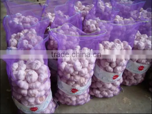fresh white garlic