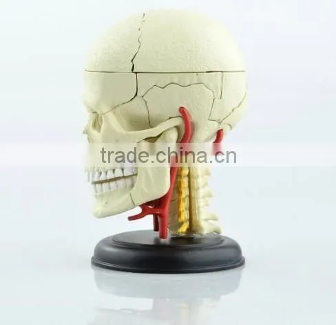 V-HM06 4D MASTER Brain skull brain model