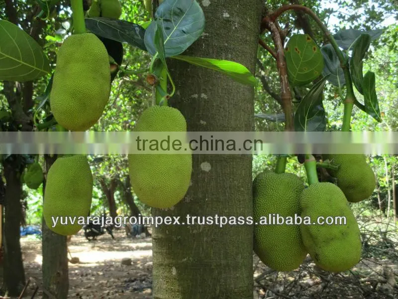 Green Jackfruits from India