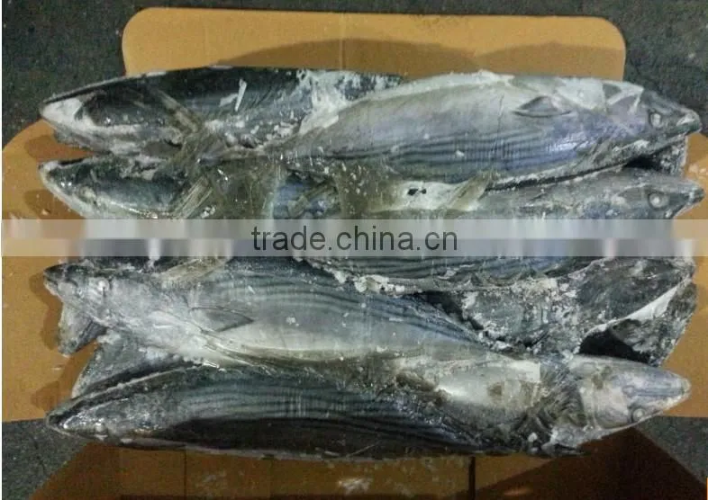 Fresh live fish for export