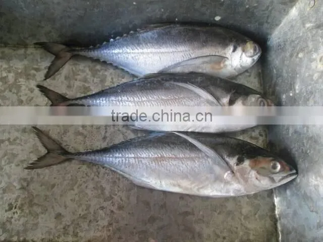 Frozen newly caught Torpedo trevally on sale
