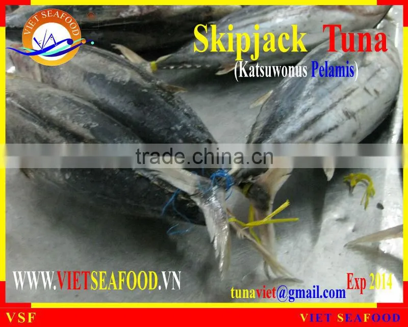 W/R FROZEN SKIPJACK TUNA