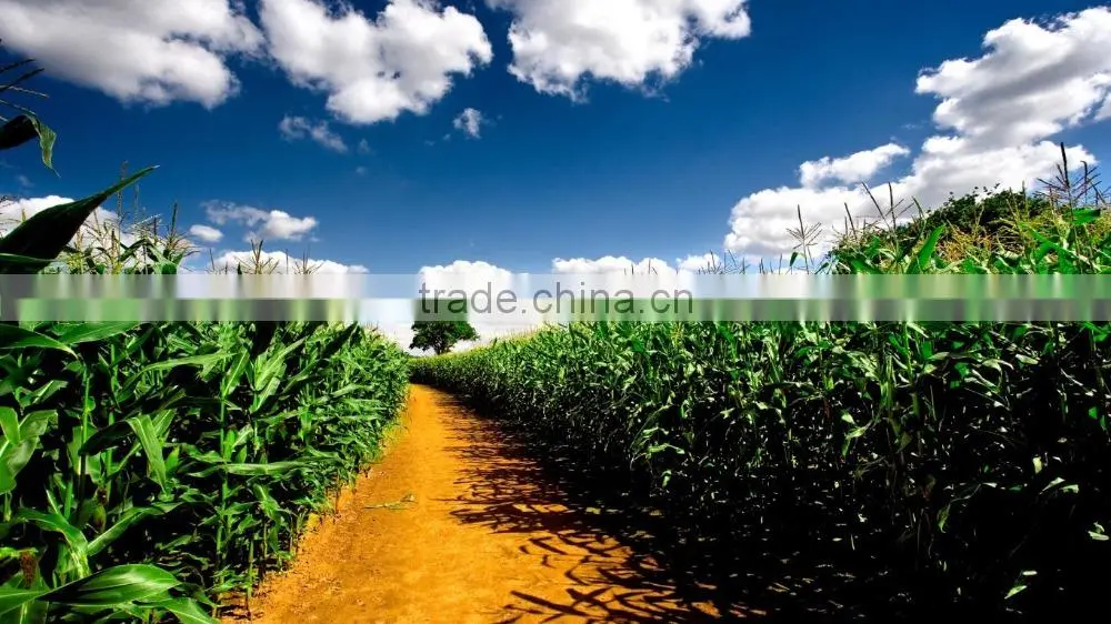 USA Frozen Yellow Sweet Corn from Vietnam