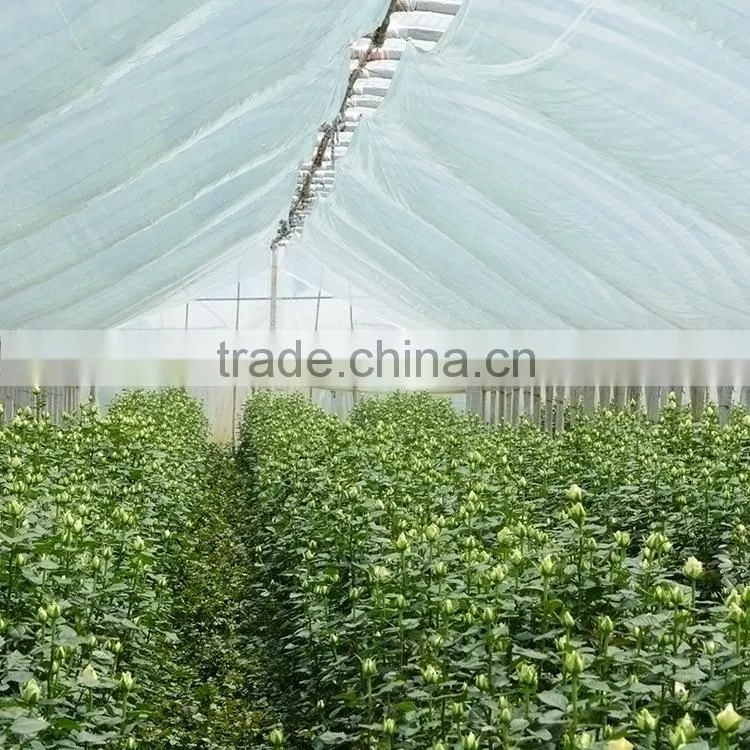 Fresh cut Champagne yellow color gerbera