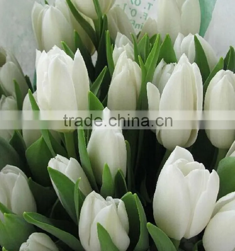 Fashion hot sale yellow tulip fresh cut flowers