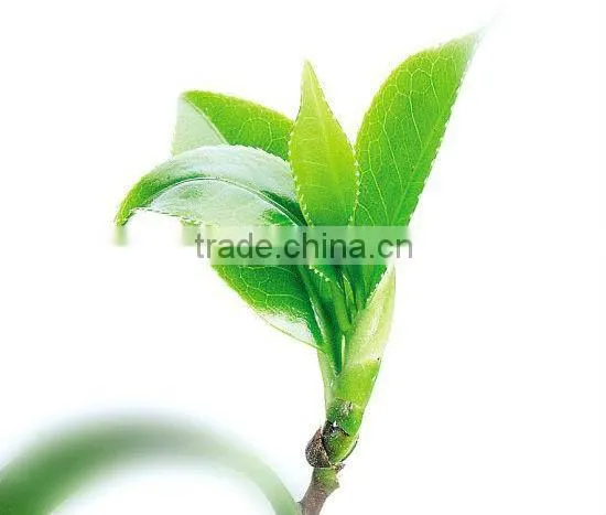 Direct manufacturer supply natural organic green tea extract powder