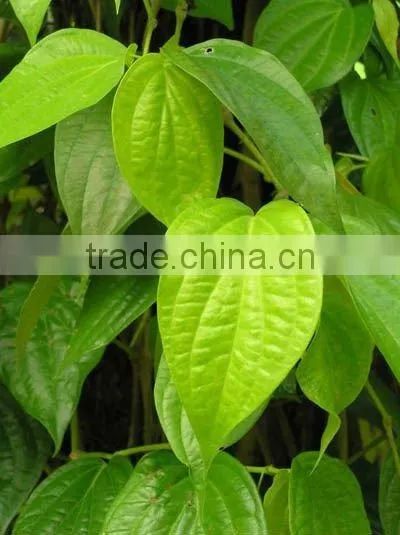 Betel Leaf Oil Natural
