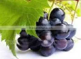 grape seed extracts/GSPE