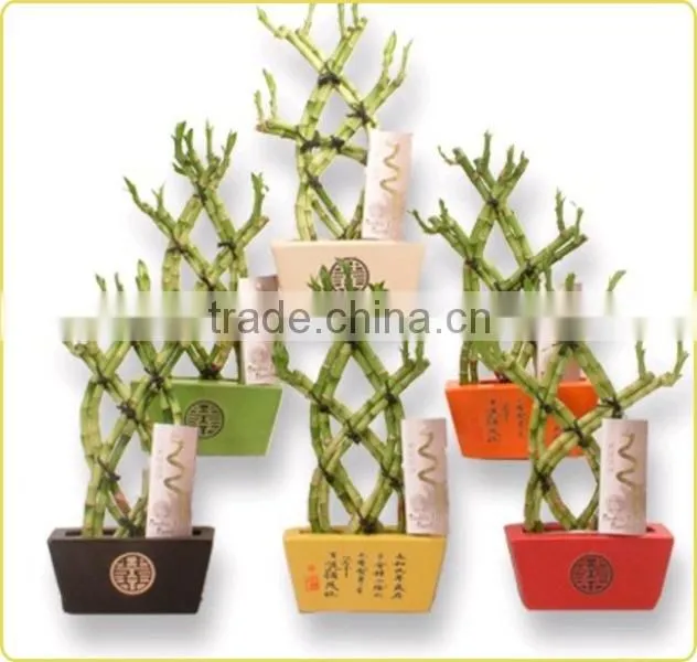 18 stems braided lucky bamboo bonsai tree dracaena sanderiana indoor aquatic feng shui plants nursery garden decoration