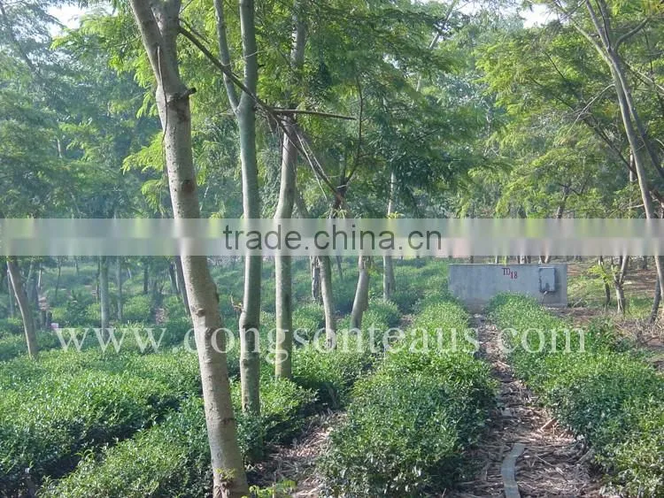 Vietnam high quality Black tea