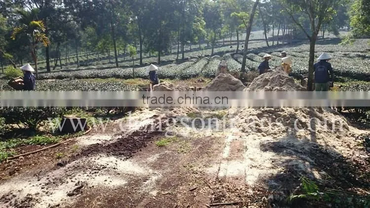 Vietnam famous natural GREEN TEA