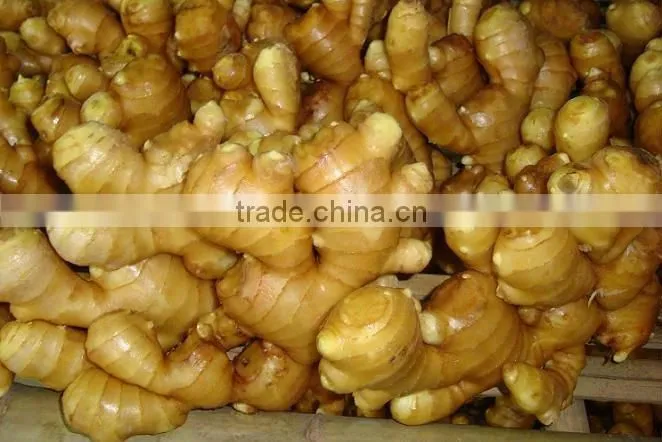 Yellow Fresh Ginger/Organic Ginger New Crop